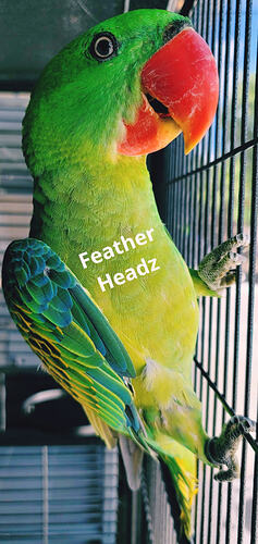 7067